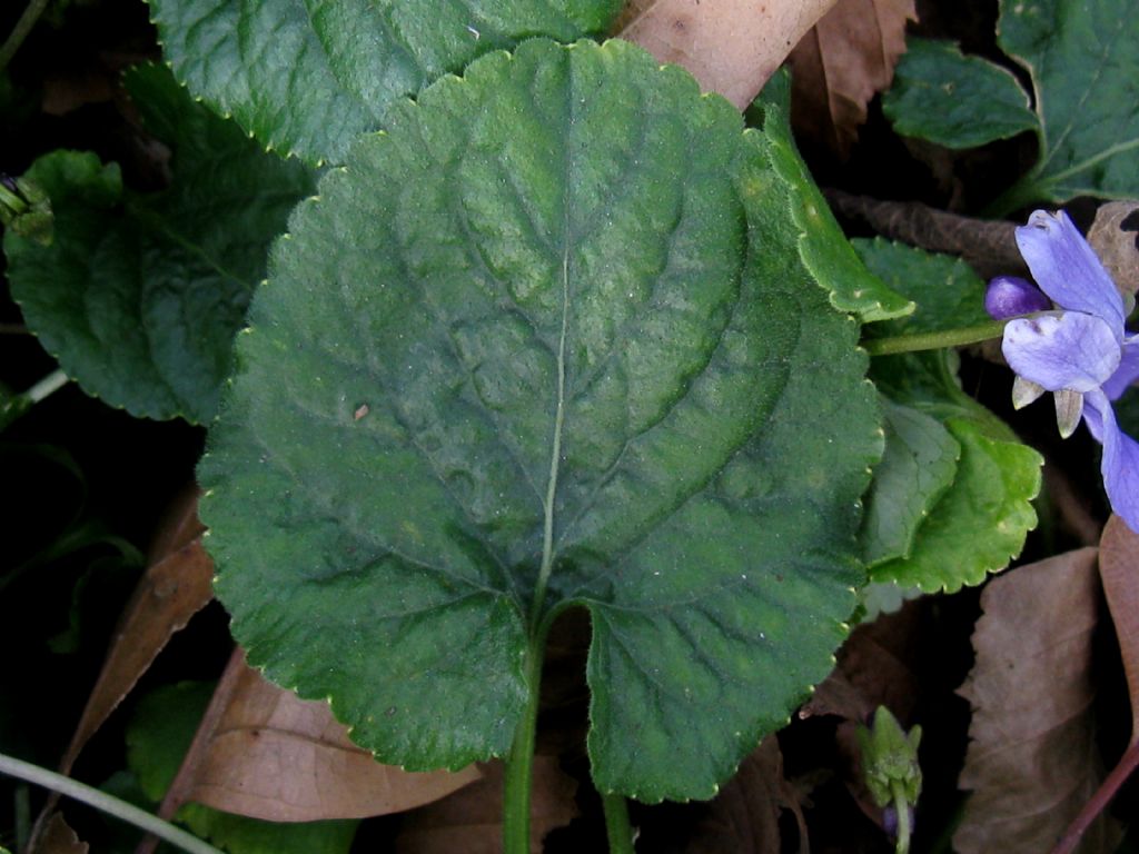 Viola odorata?