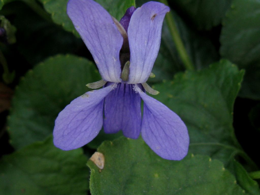 Viola odorata?