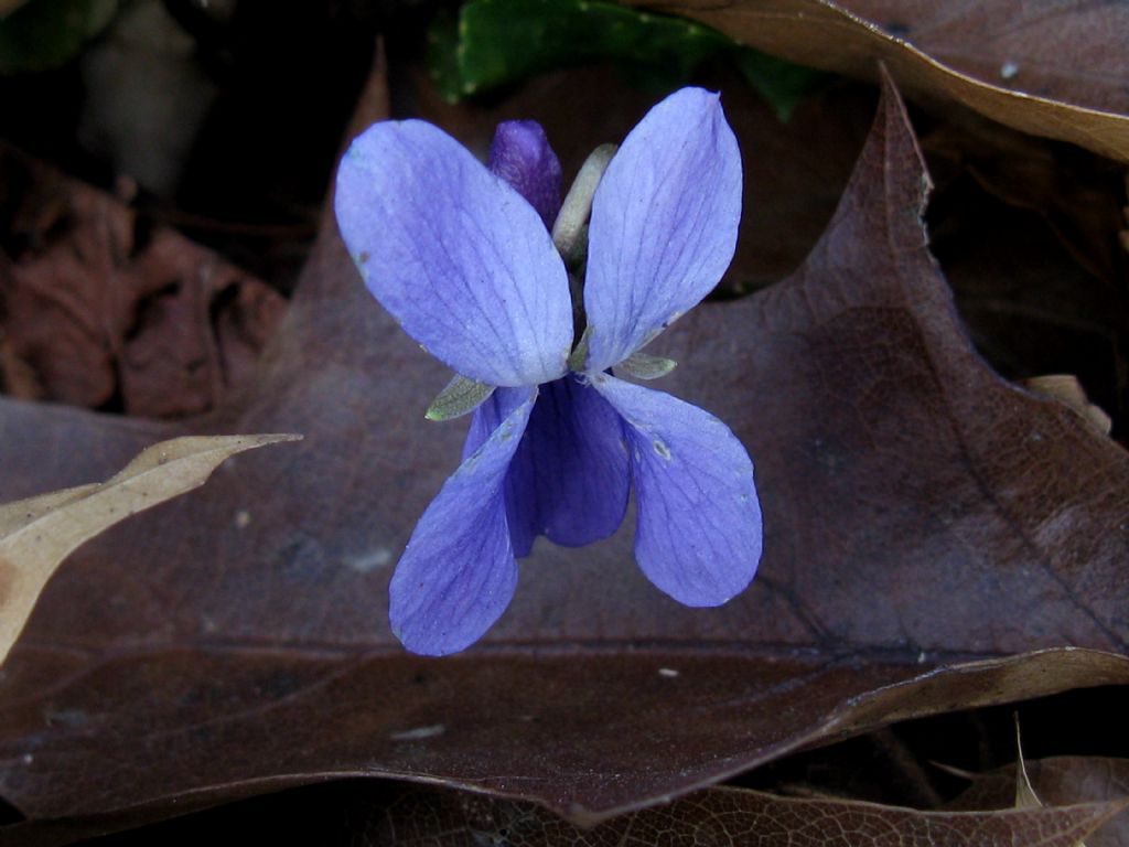 Viola odorata?