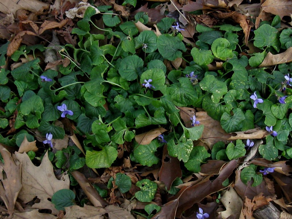 Viola odorata?