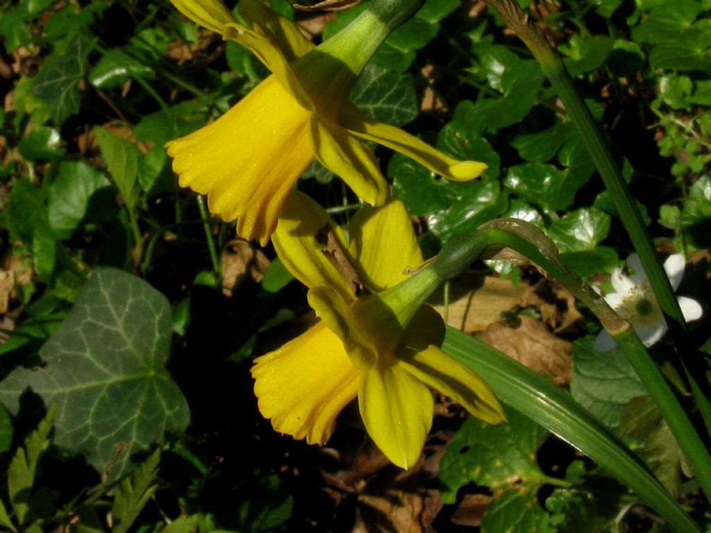 Narcissus pseudonarcissus?