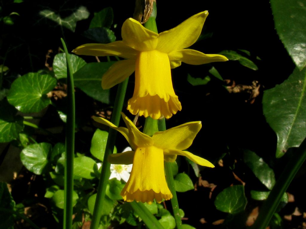 Narcissus pseudonarcissus?