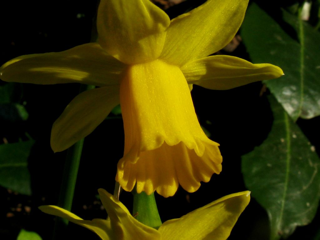 Narcissus pseudonarcissus?