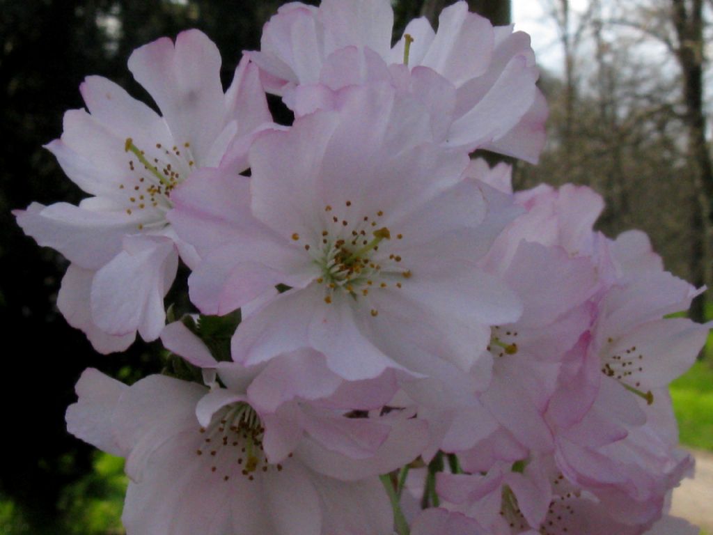 Prunus da identificare