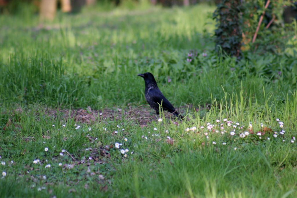 Uccello da identificare