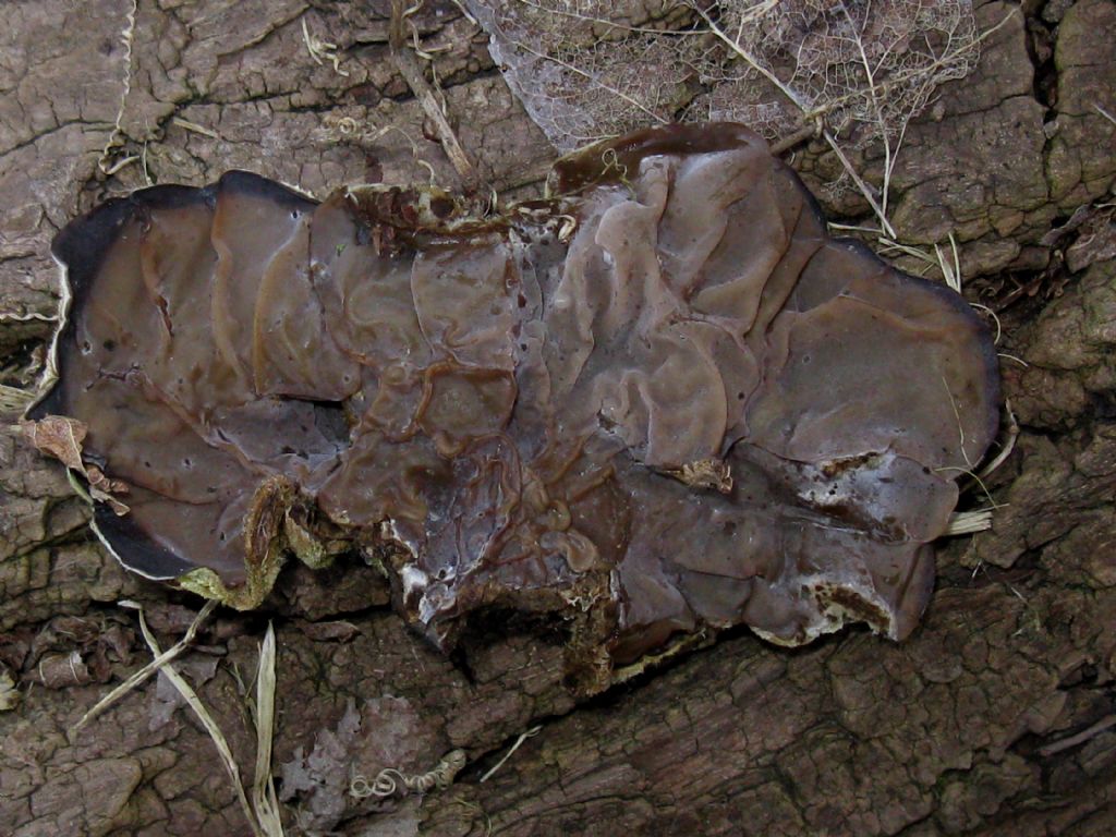 Fungo lignicolo da id. 6