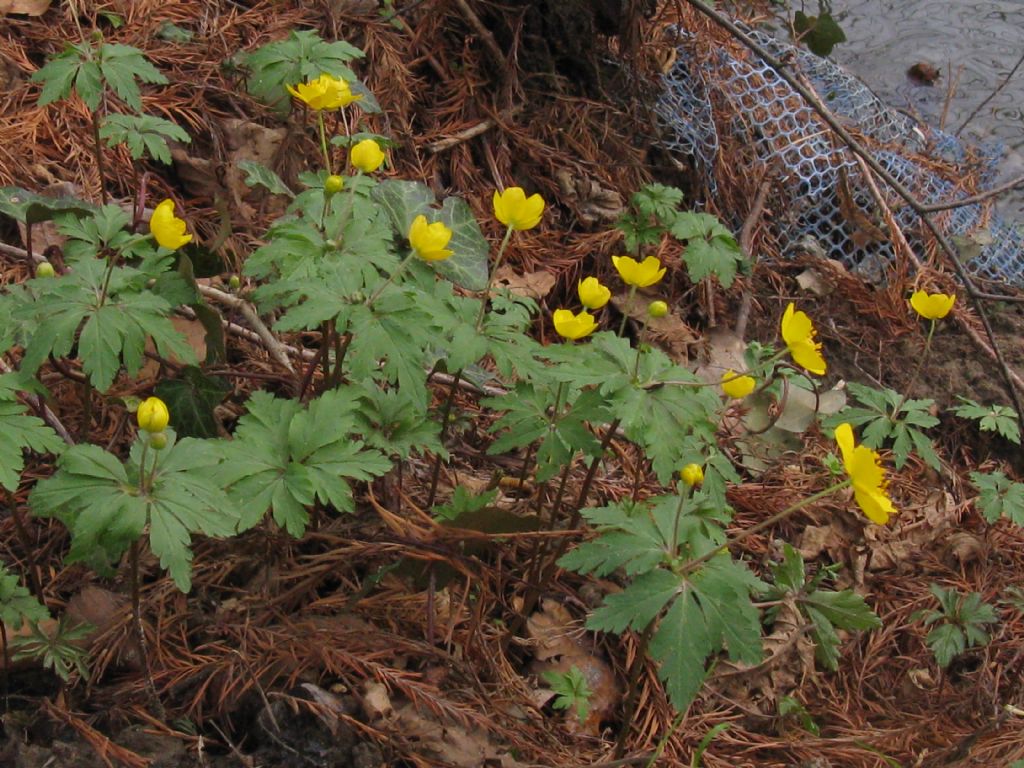 Anemonoides ranunculoides