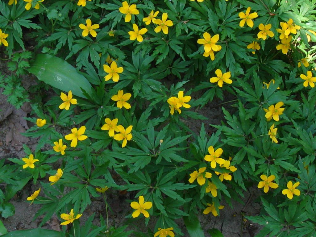 Anemonoides ranunculoides