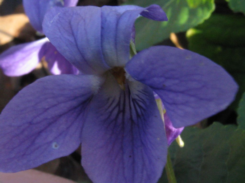 Viola odorata?