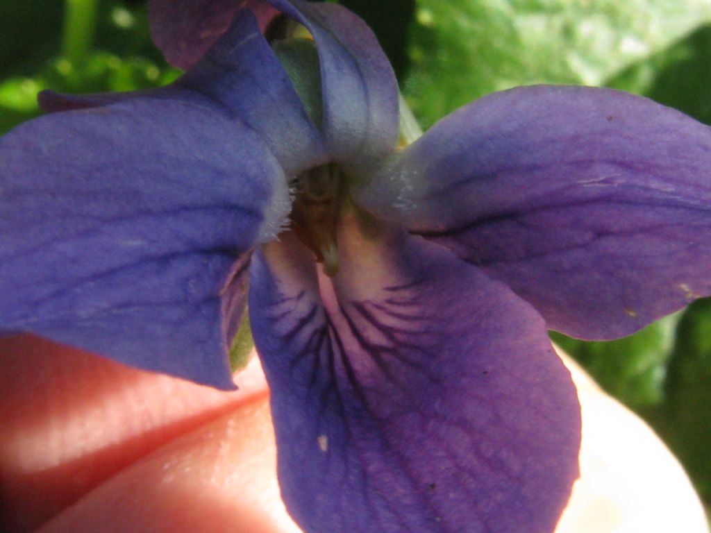 Viola odorata?