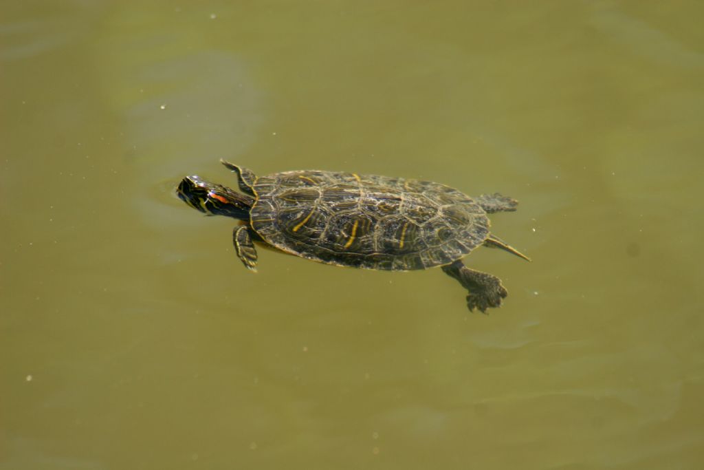 Carapace con bande gialle o arancioni