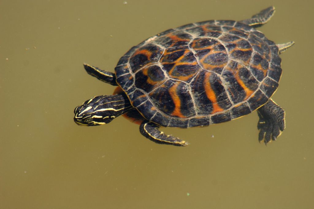 Carapace con bande gialle o arancioni