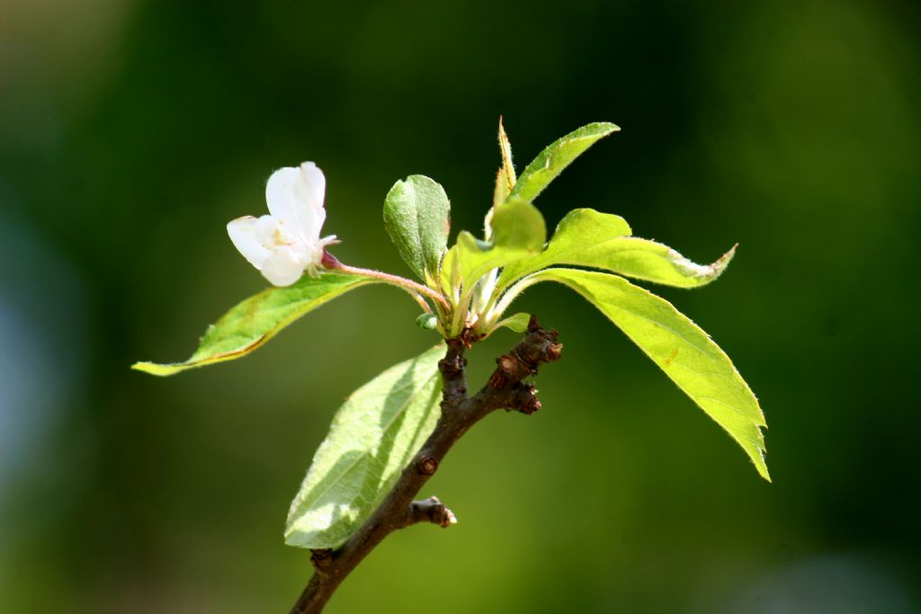 Malus da identificare