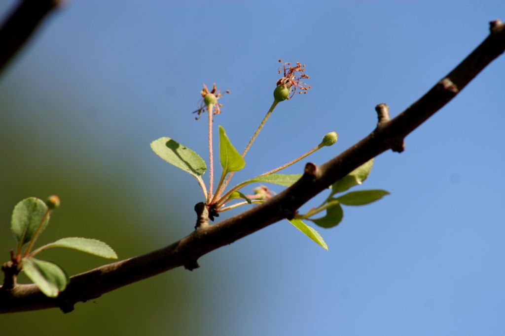 Malus da identificare