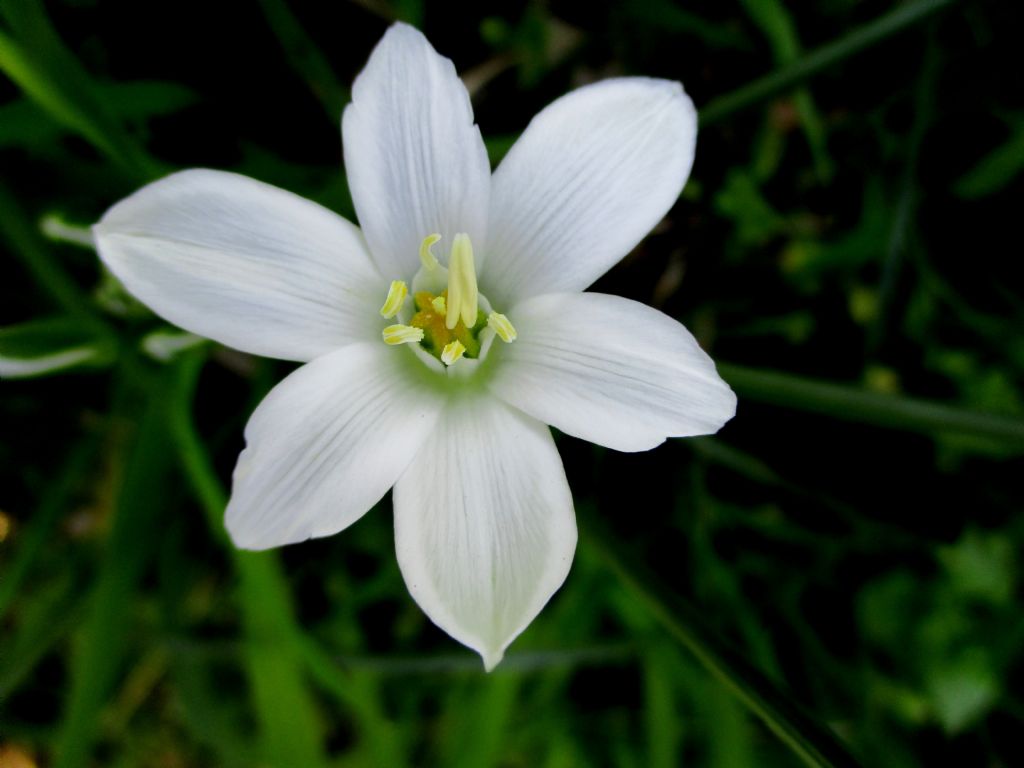 Ornithogalum della stessa specie?