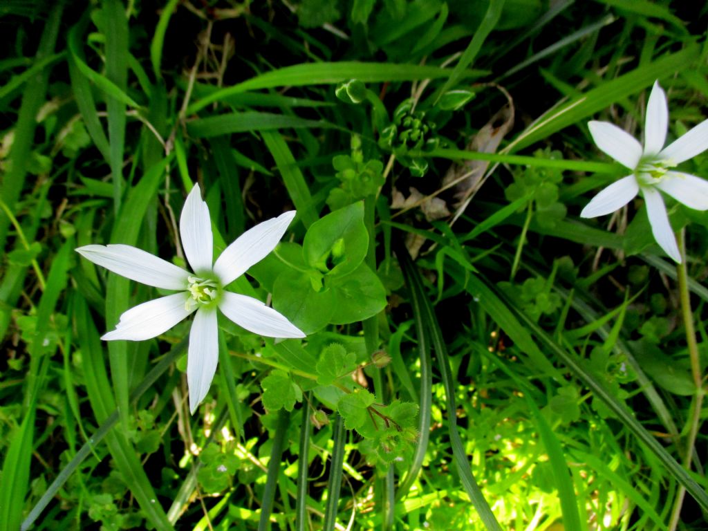 Ornithogalum della stessa specie?