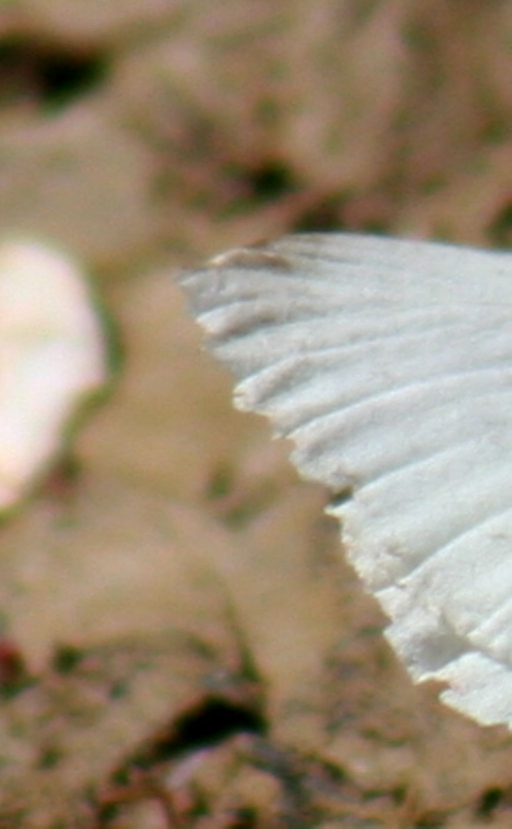 Pieris da identificare