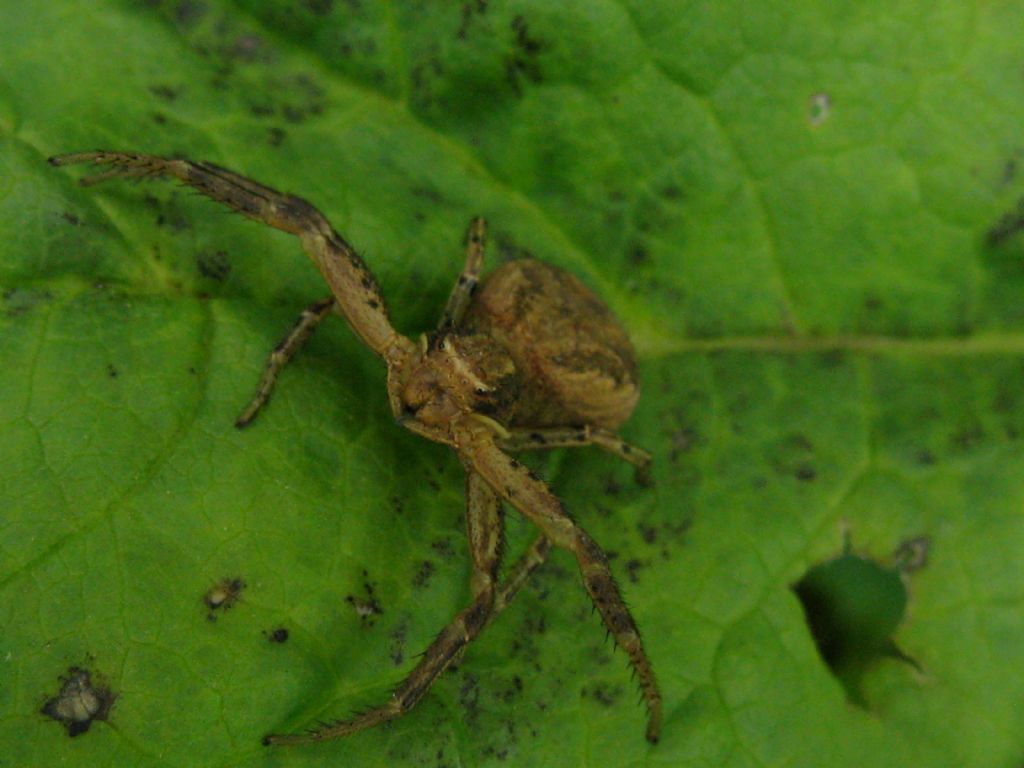 Xysticus lanio