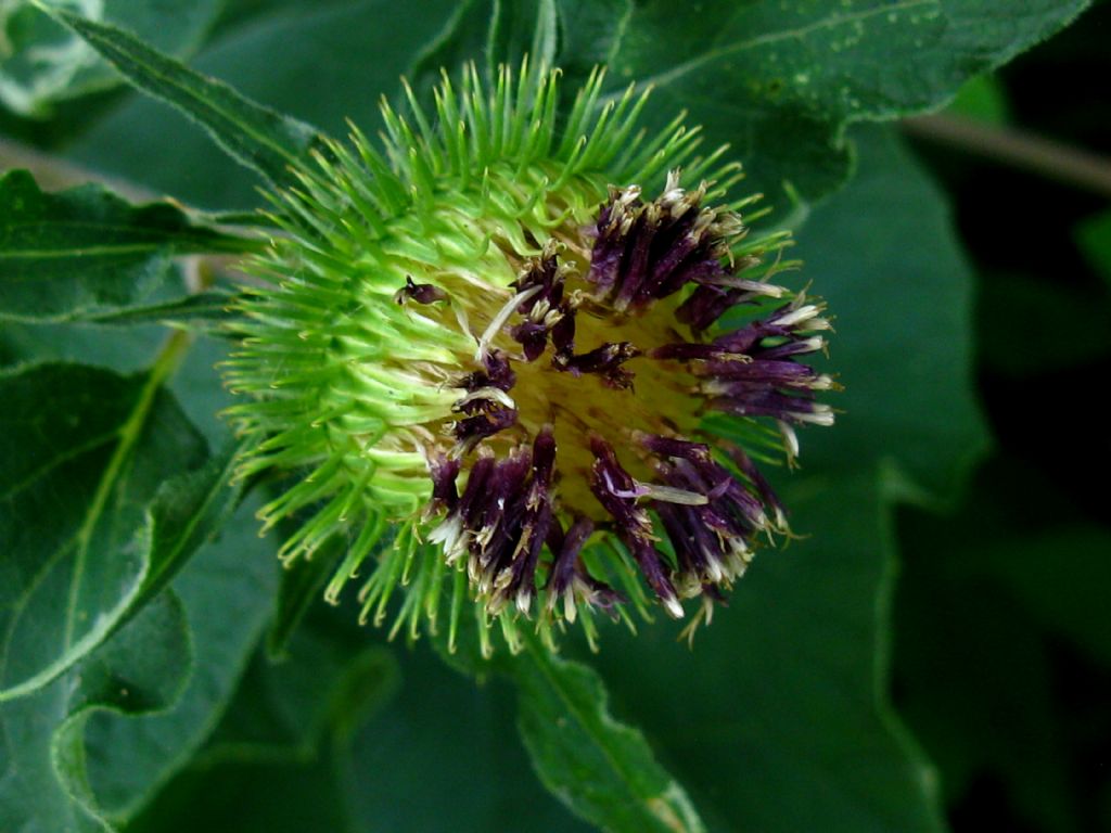Arctium da identificare 1