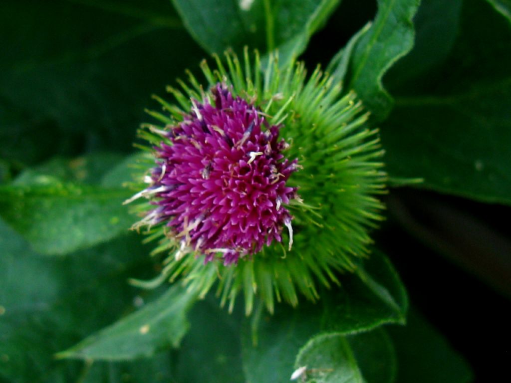Arctium da identificare 1