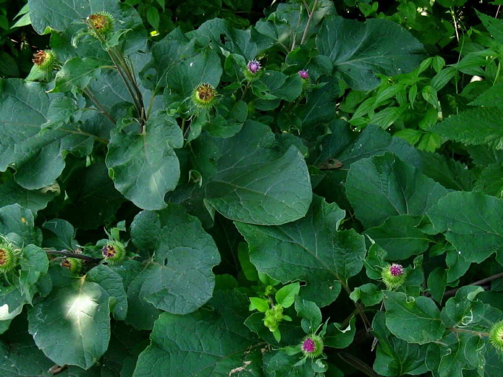 Arctium da identificare 1