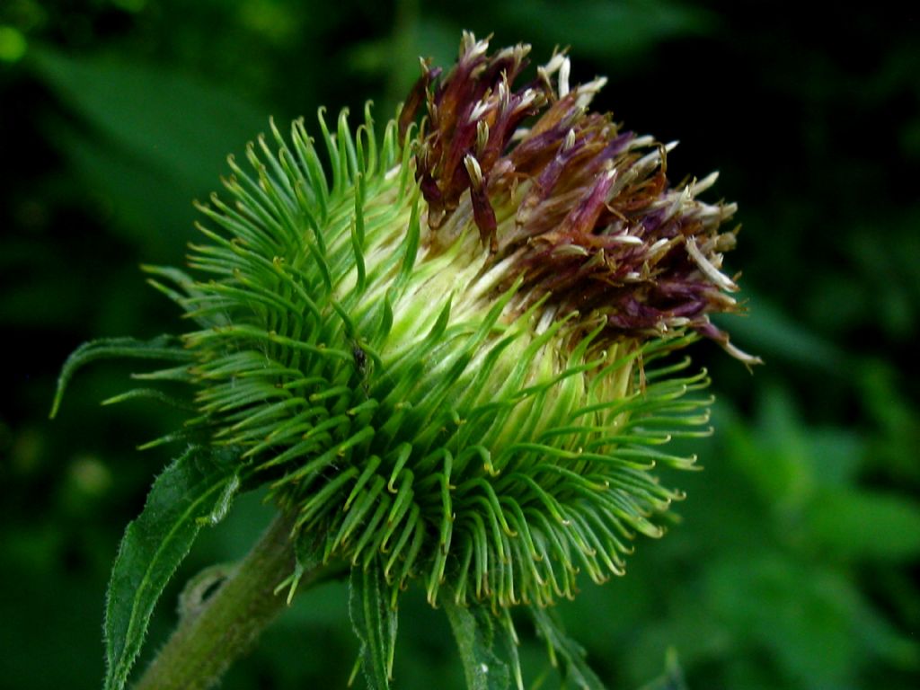 Arctium da identificare 1