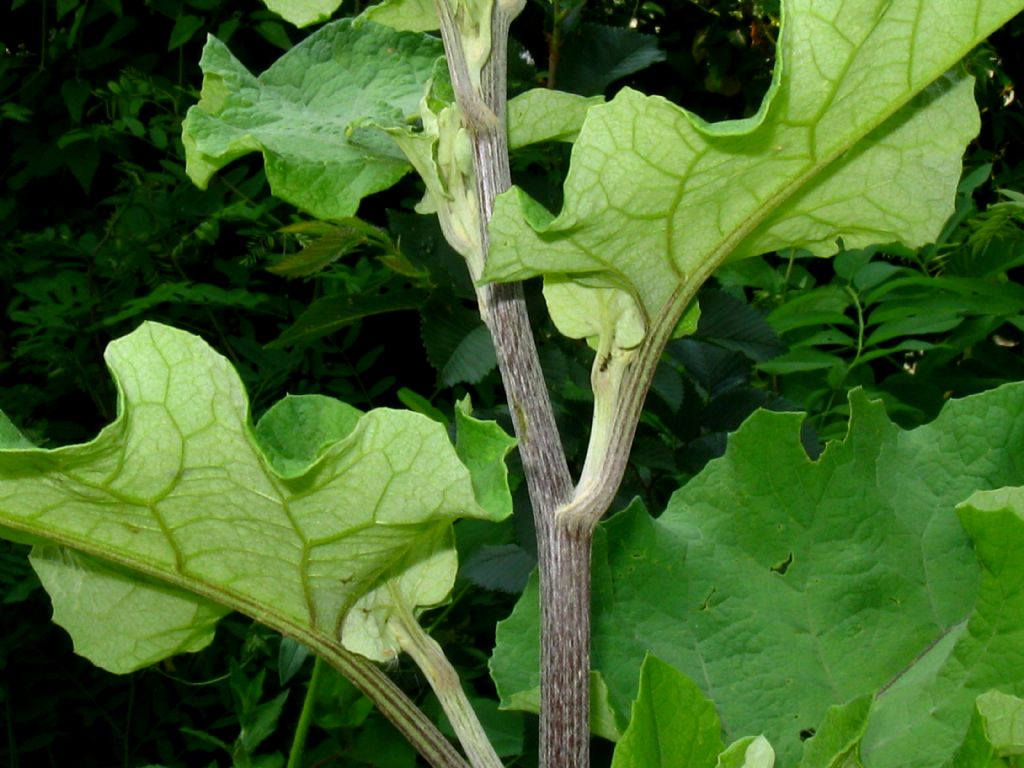 Arctium da identificare 2