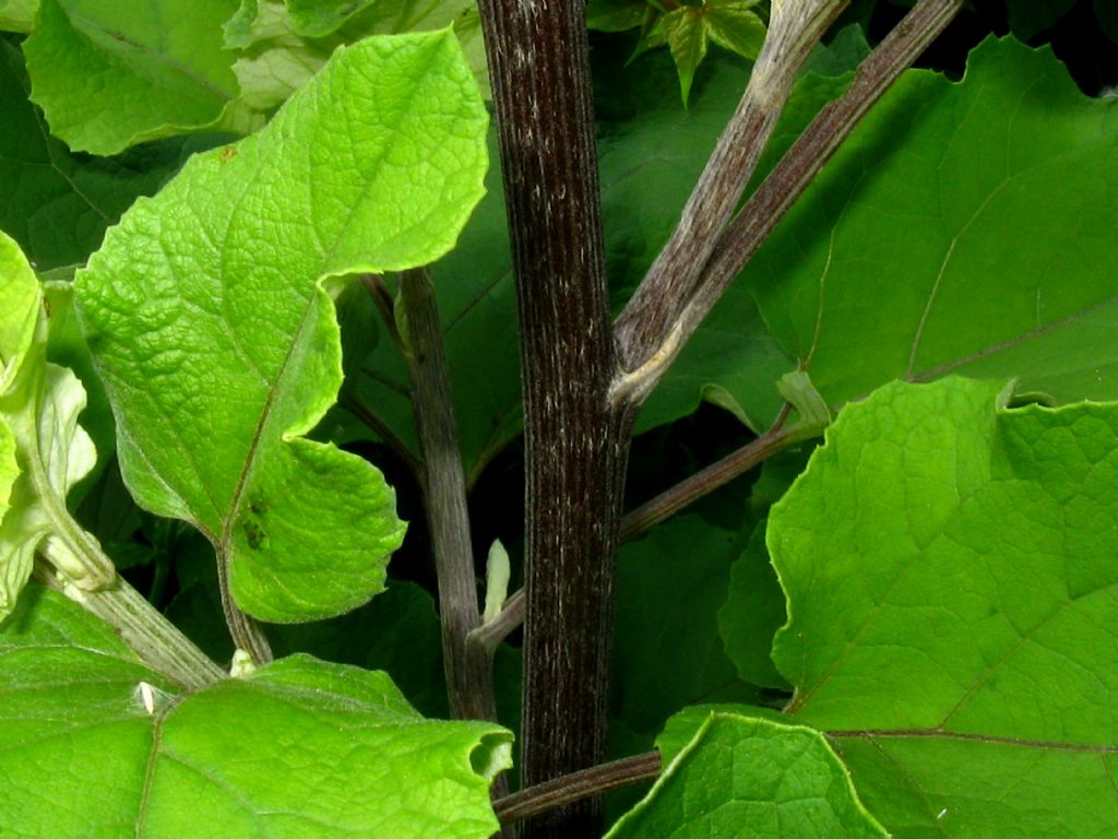 Arctium da identificare 2