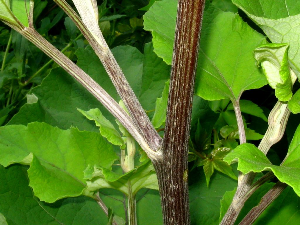 Arctium da identificare 2