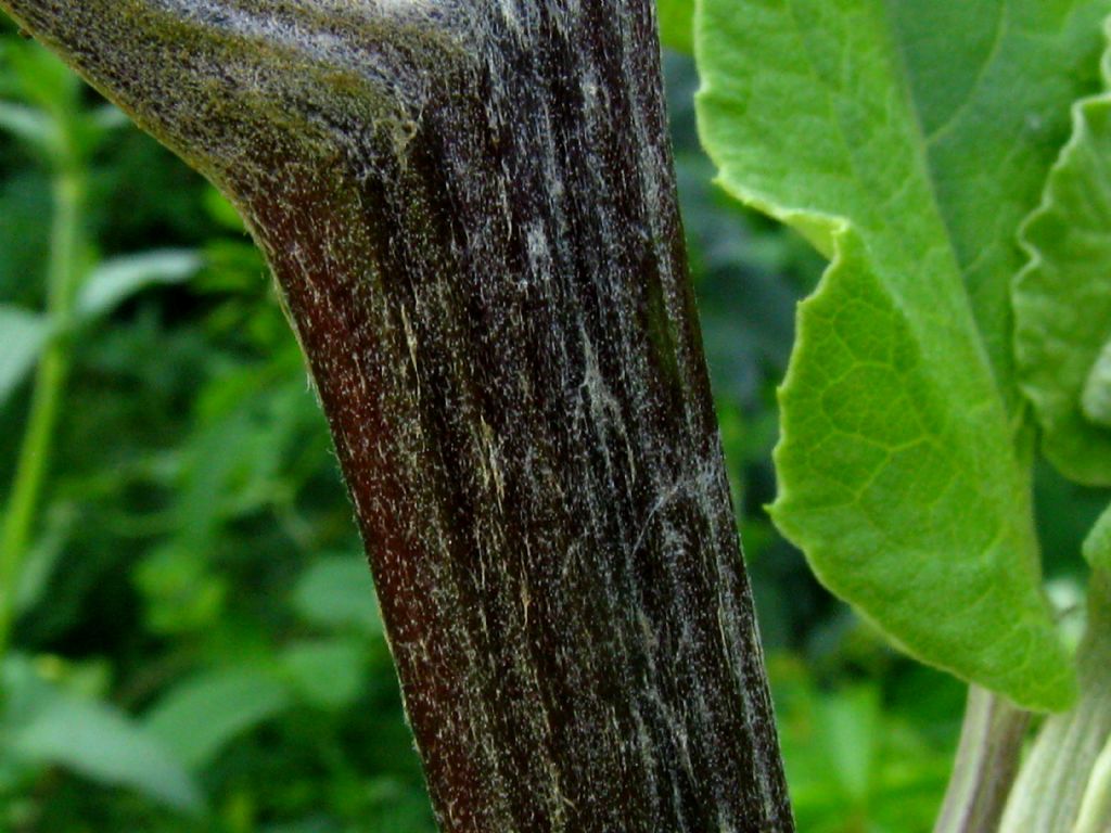 Arctium da identificare 2