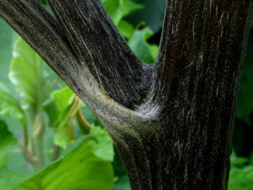 Arctium da identificare 2