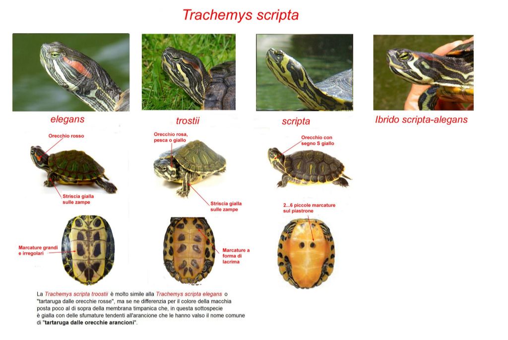 Carapace con bande gialle o arancioni
