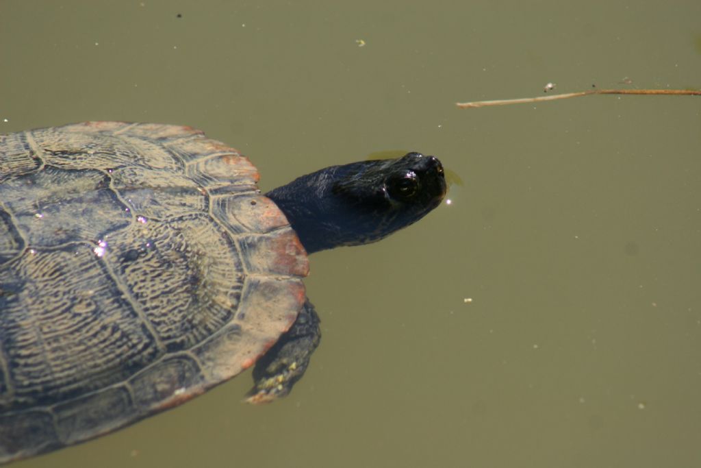 Trachemys da identificare