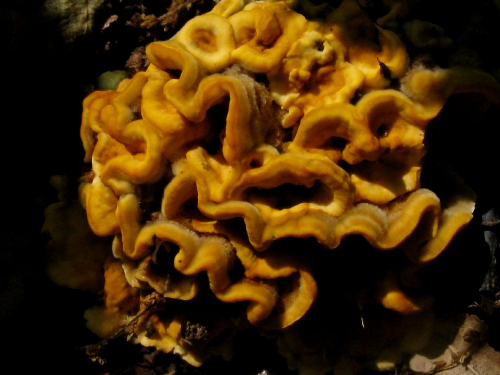 Fungo lignicolo da identificare