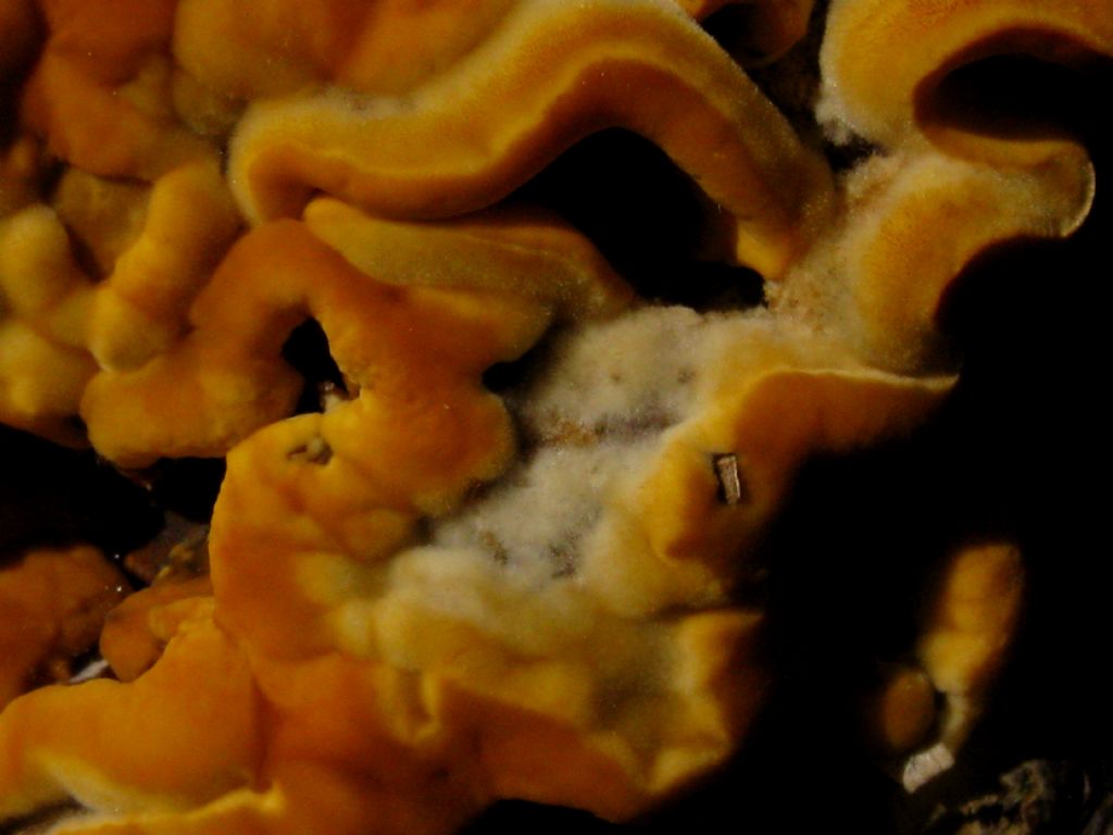 Fungo lignicolo da identificare