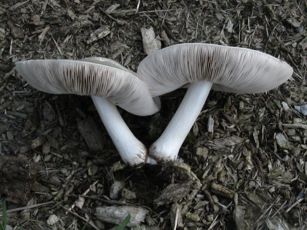 Funghi estivi?
