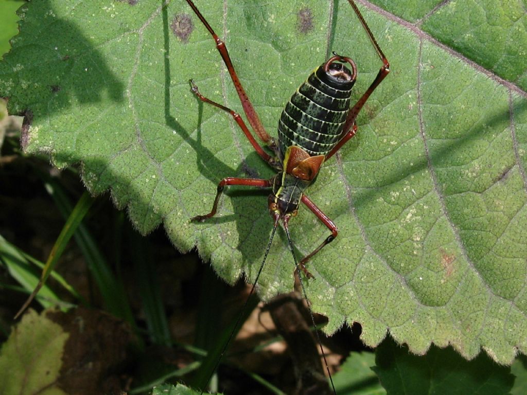 Barbitistes serricauda?