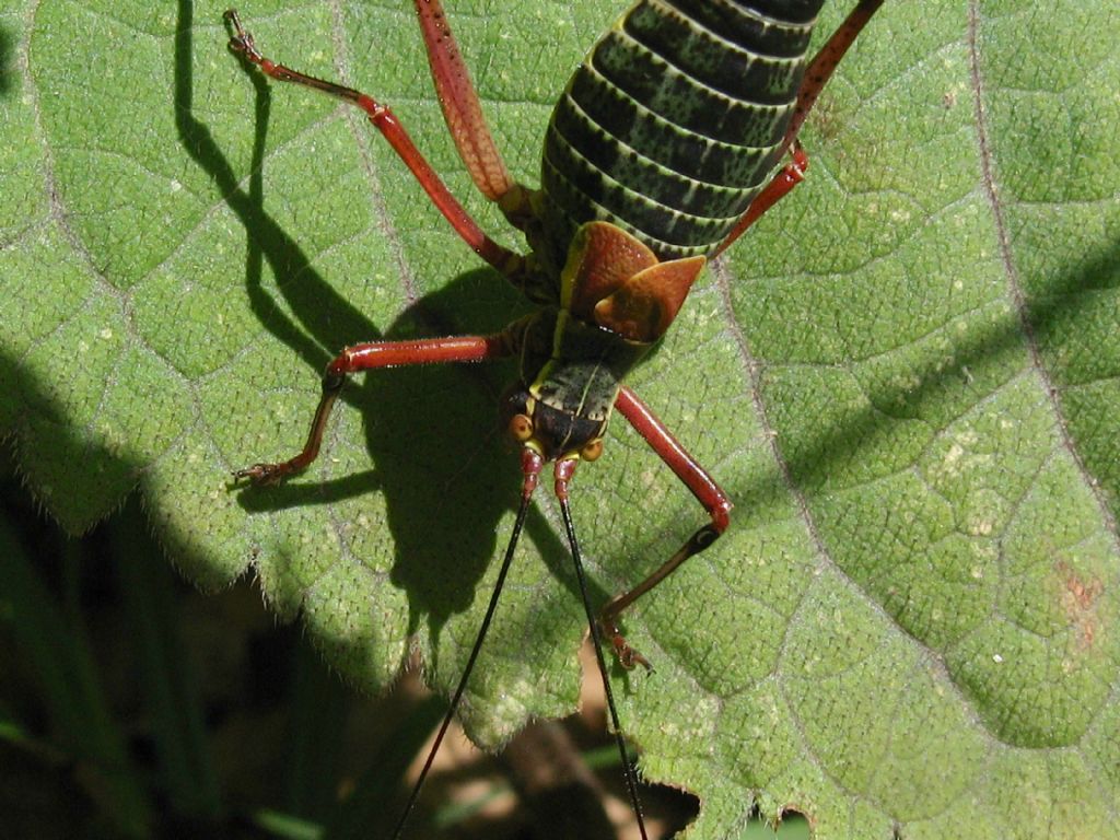 Barbitistes serricauda?