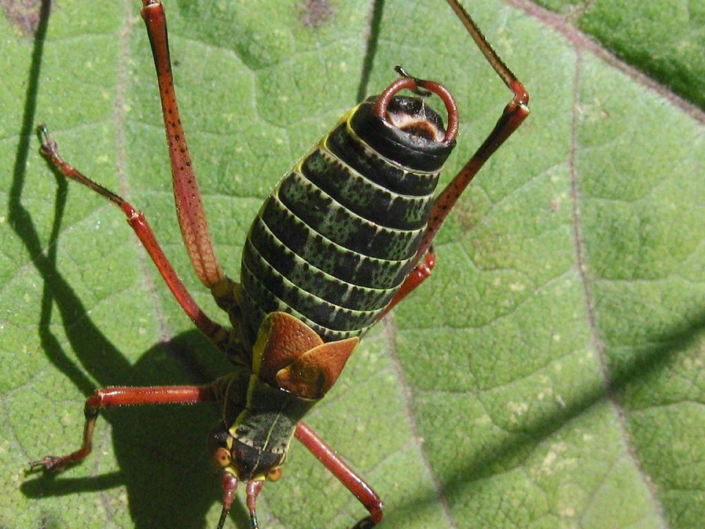 Barbitistes serricauda?