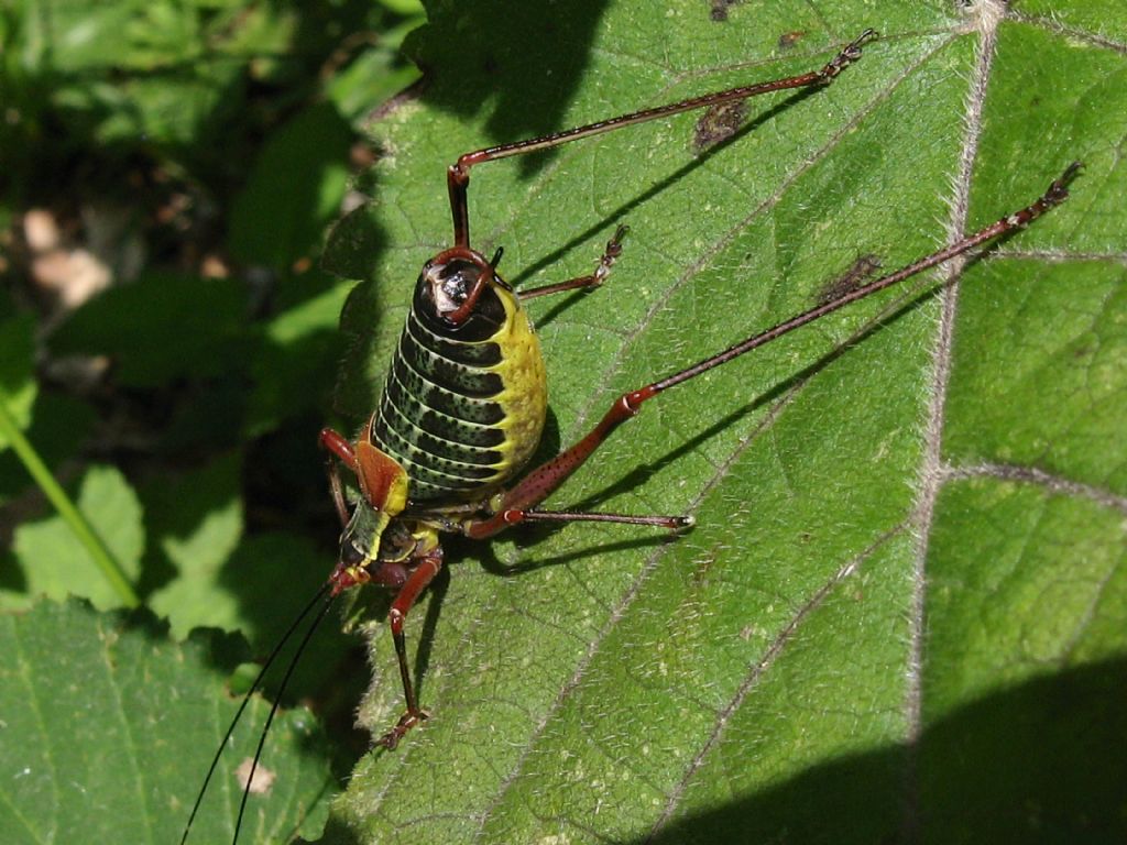 Barbitistes serricauda?