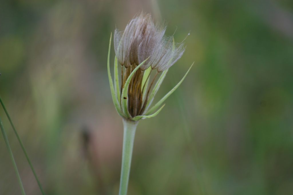 Tragopogon da identificare