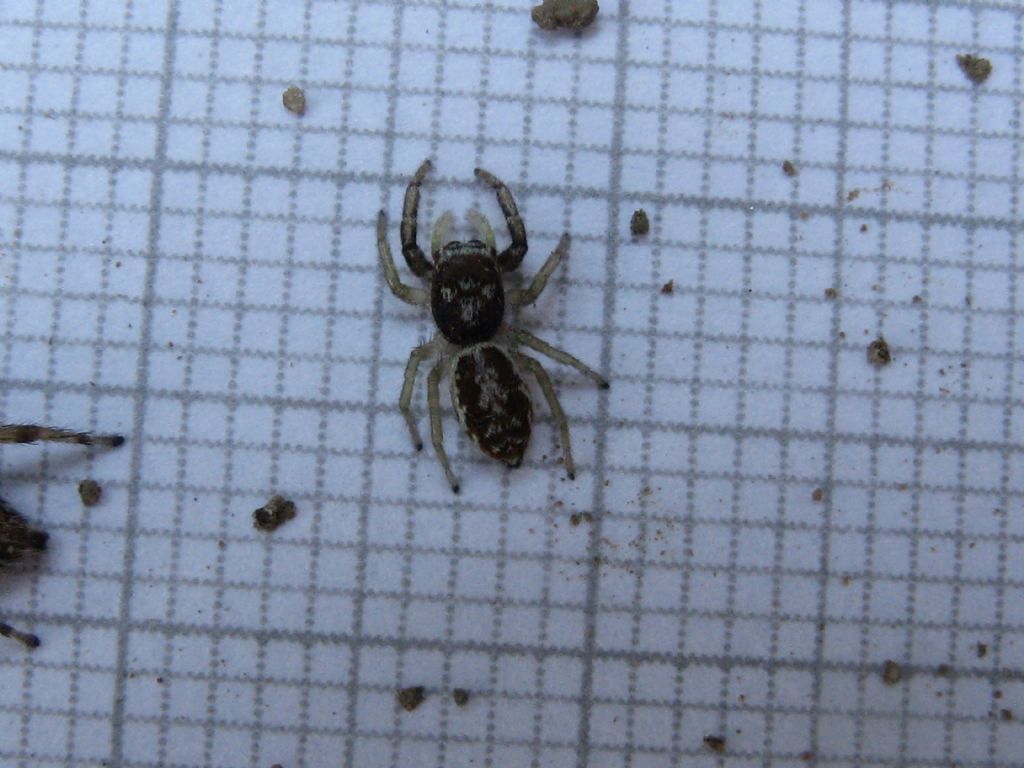 Ragni da identificare