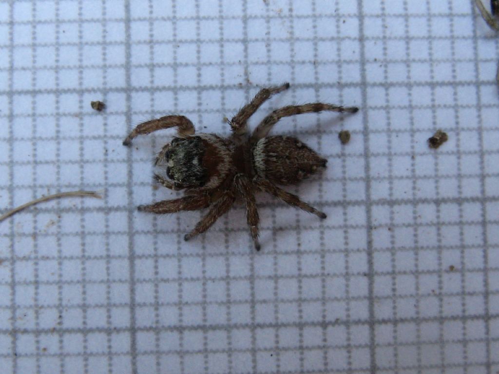 Ragni da identificare