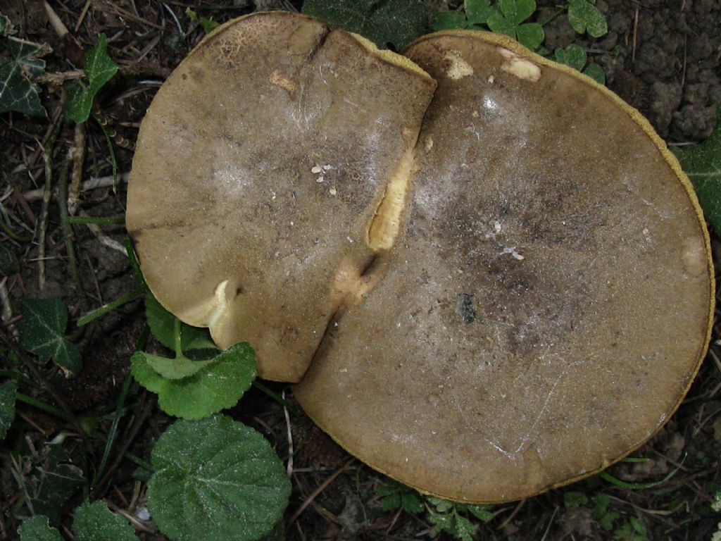 Fungo da identificare