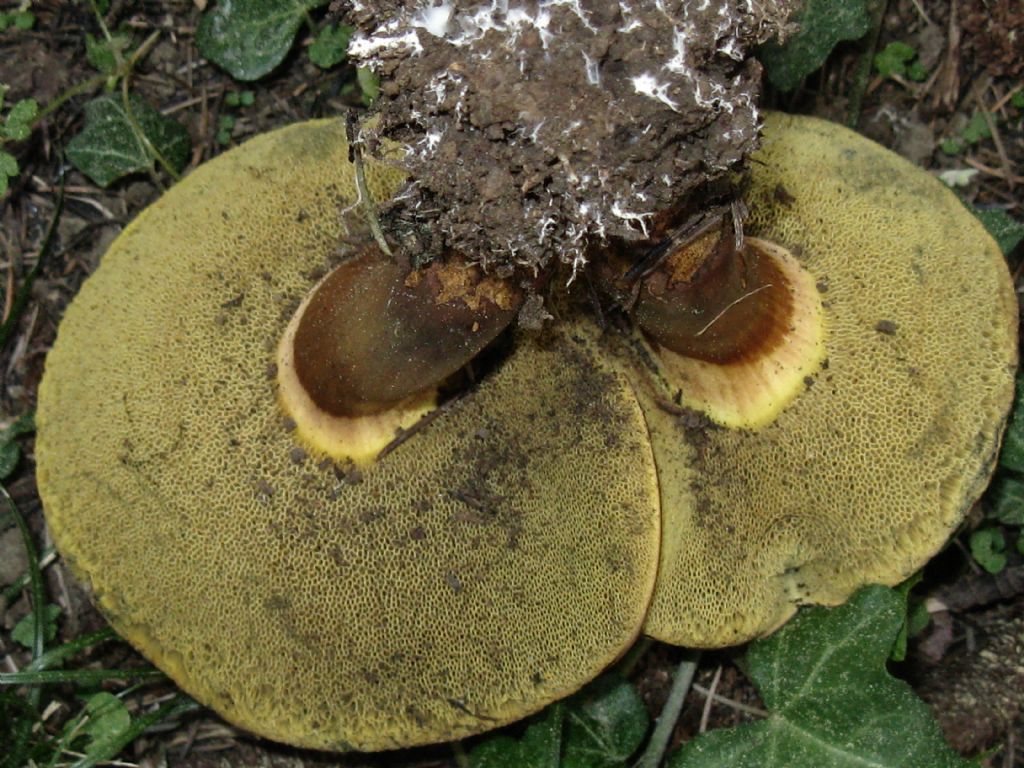 Fungo da identificare
