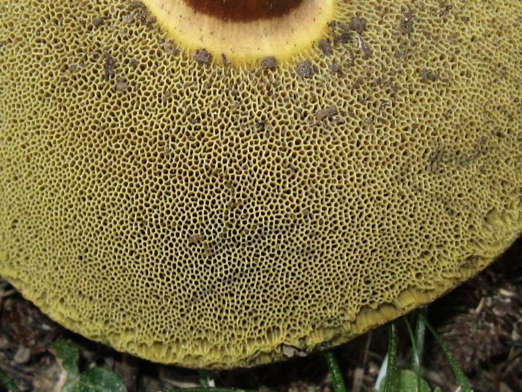 Fungo da identificare