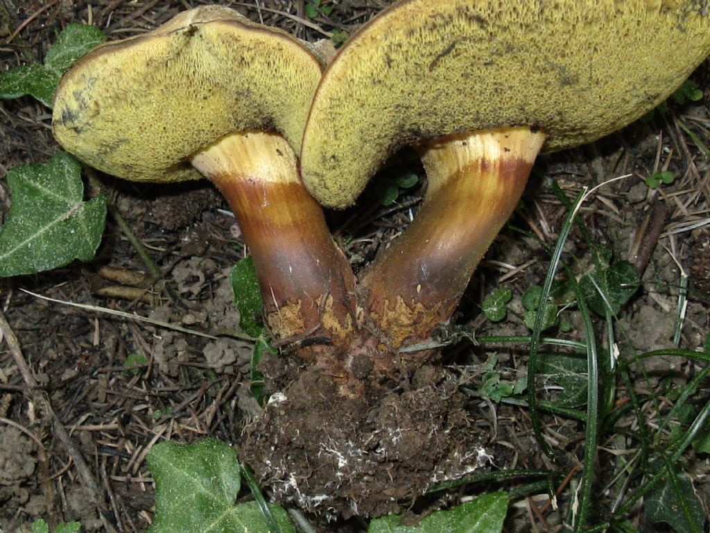 Fungo da identificare