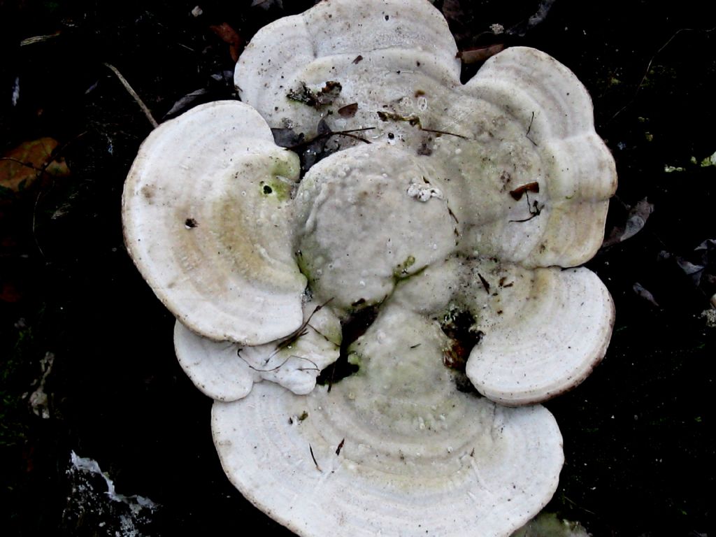 Trametes?  da identificare