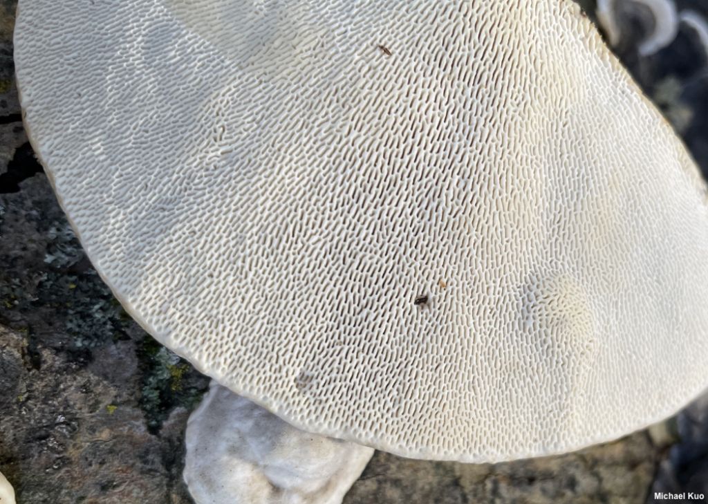 Trametes?  da identificare