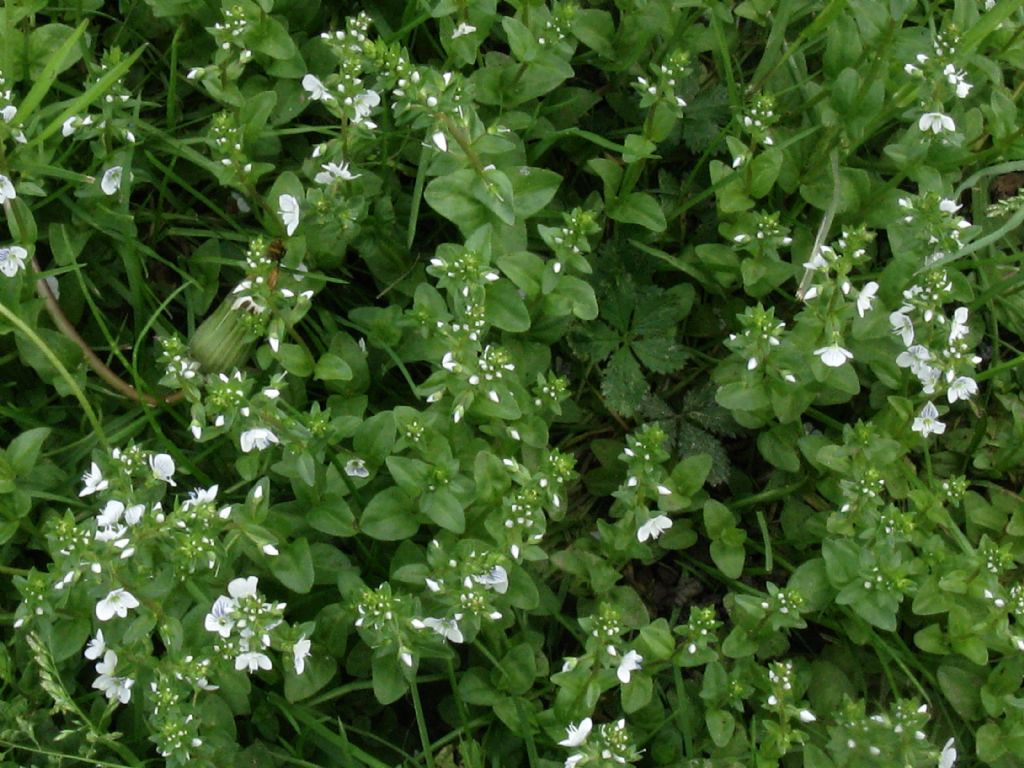 Veronica da identificare